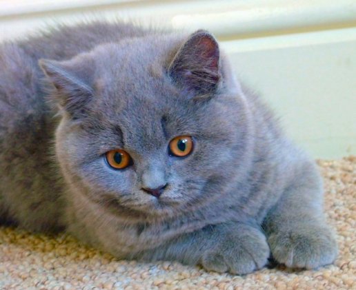 British Blue Kitten