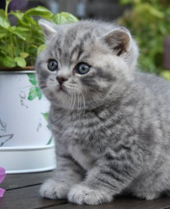 Pampurred Boson
