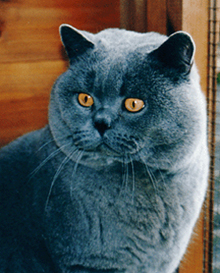 Ollie - British Shorthair