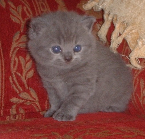 British blue kitten