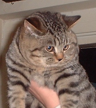Gr Ch Pampurred Charlie Brown