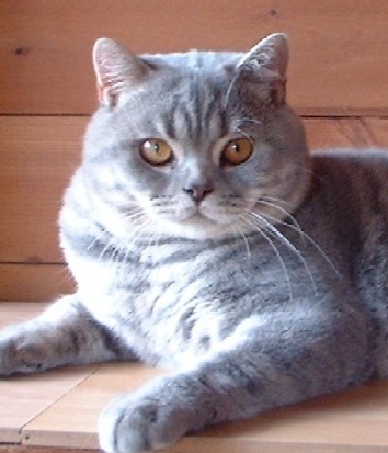 Pampurred Just William