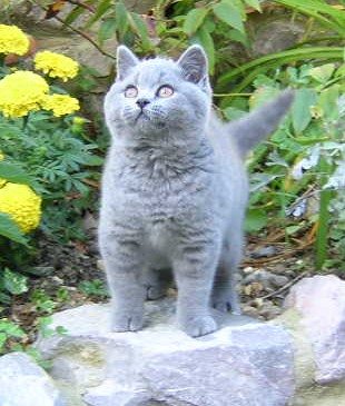 British blue kitten