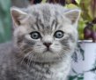 Pampurred Boson