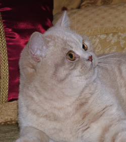 Cream Kitten at 5 months