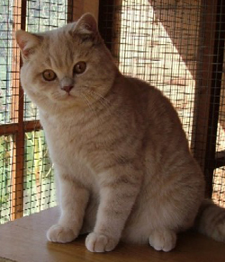 Cream male kitten