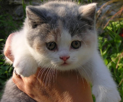 Pampurred Harlequin