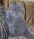 Past Litters - British Shorthair