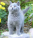 Reserving a Pampurred Kitten
