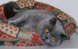 British Shorthair Boys