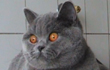 British Shorthair Girls