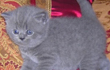 British Shorthair Kittens
