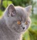 A British shorthair blue kitten from Pampurred Annetje