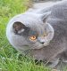 Pampurred Annetje - Meg, British shorthair blue cat