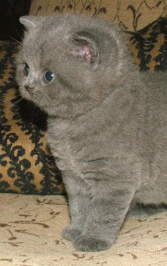 Pampurred Babushka kitten