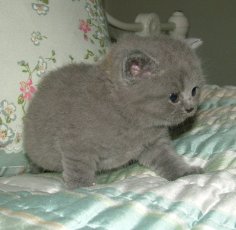 Pampurred Blue playing on the bed
