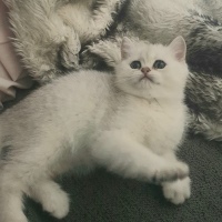 A Pampurred British shorthair kitten fast asleep with his security blanket