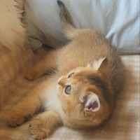 Pampurred British Shorthair Darker Golden tipped female