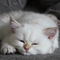 A Pampurred British Shorthair Golden Point Female Kitten