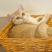 A Pampurred British shorthair blue kitten hiding amongst cushionss