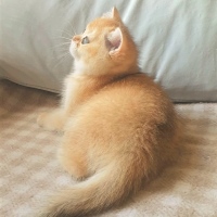 Pampurred British Shorthair Golden Tipped Female Kitten