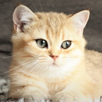 Pampurred British Shorthair Golden Tipped Male Kitten