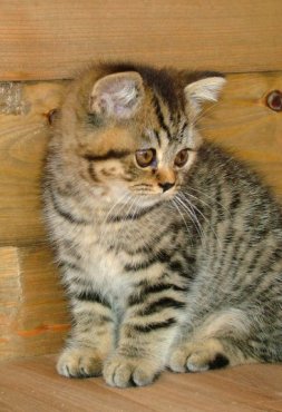 A Pampurred brown spotted kitten striking her pose