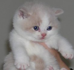 A cream and white kitten shorthair kitten wanting to be pampurred