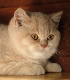 A beautiful cream Pampurred kitten