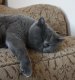 Pampurred Daisy Warwick snoozing