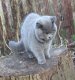 Pampurred Daisy Warwick as a kitten