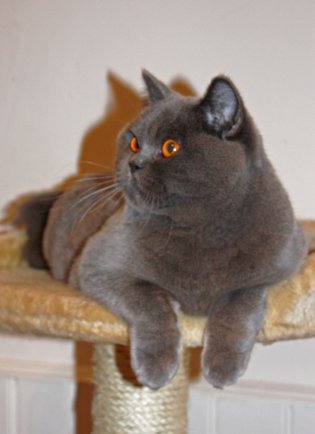 Pampurred Daisy, British blue queen