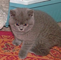 A male kitten from Pampurred Donna's litter