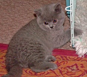 A female kitten from Pampurred Donna