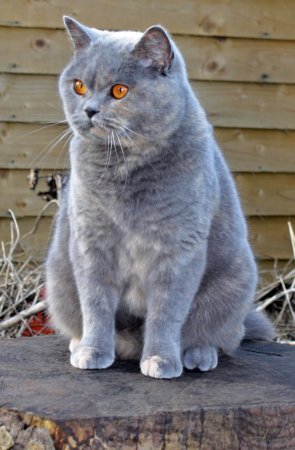 Colinswood Emma, a gorgeous blue cream British shorthair queen