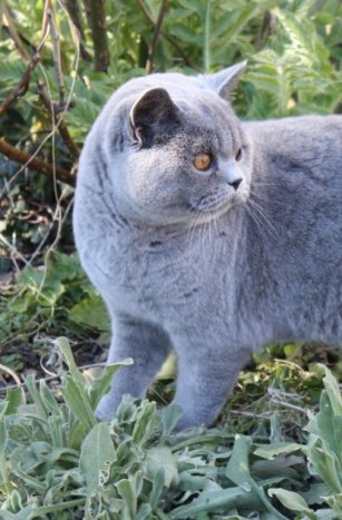 Bumpkin Burlesque - 'Lexi' 9 month British Blue
