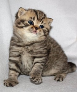 Brown spotted little Pampurred kitten