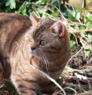 Lulu, a superb chocolate spotted British shorthair cat