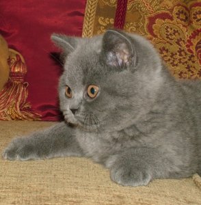 A Pampurred British shorthair kitten