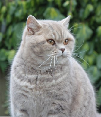 Lulu's daughter, Pampurred Pipa, Blue spotted British Shorthair cat