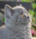Pampurred Seren, an adorable British shorthair cat