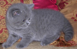 Pampurred Solitaire