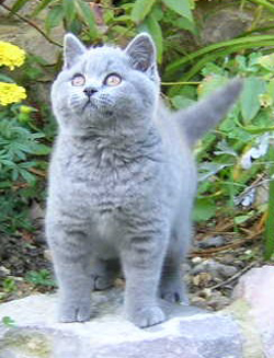 Blue female kitten