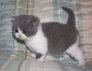 Pampurred Ruby