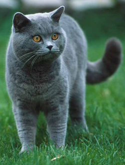 Sonny - British Blue